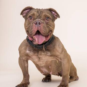 Rescue French Bulldog and Bulldog Dogs for Adoption in Scottsdale, Arizona - Hunny | PetCurious