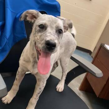 Mixed Breed Dogs Available for Adoption in Memphis, Tennessee - Loa | PetCurious