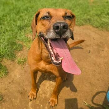 Uni -  Hound Dog for Adoption in Springboro, Ohio - Uni | PetCurious