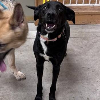 Razzle -  Black Labrador Retriever Dog for Adoption in Hackensack, Minnesota - Razzle | PetCurious