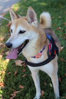 Peppa -  Shiba Inu Dog for Adoption in Toronto, Ontario - Peppa | PetCurious