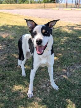 Baxter -  Labrador Retriever and Border Collie Dog for Adoption in Cleburne, Texas - Baxter | PetCurious