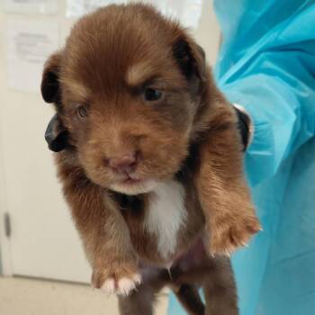 Rigel 7972 -  Mixed Breed Dog for Adoption in Loxahatchee Groves, Florida - Rigel 7972 | PetCurious