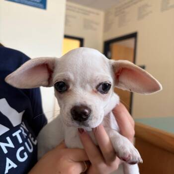 Aphid -  Pug and Beagle Dog for Adoption in Morristown, Vermont - Aphid | PetCurious