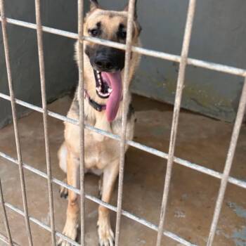 Tracy -  German Shepherd Dog Dog for Adoption in Austin, Texas - Tracy | PetCurious