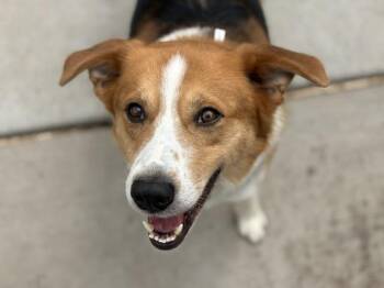 BUDDY -  Labrador Retriever and Mixed Breed Dog for Adoption in Tulsa, Oklahoma - BUDDY | PetCurious