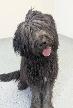 Poodle and Sheep Dog Dogs Available for Adoption - Duke | PetCurious