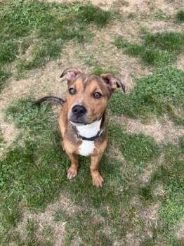 Mixed Breed Dogs Available for Adoption in West Chester, Pennsylvania - Pudge | PetCurious