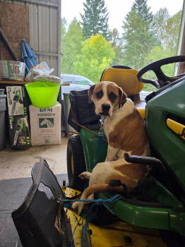 Rescue Boxer Dogs for Adoption in Bothell, Washington - Abigail | PetCurious