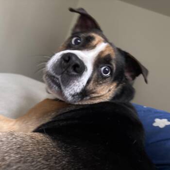 Obi Courtesy Listing -  Siberian Husky and Beagle Dog for Adoption in Midland, Michigan - Obi Courtesy Listing | PetCurious