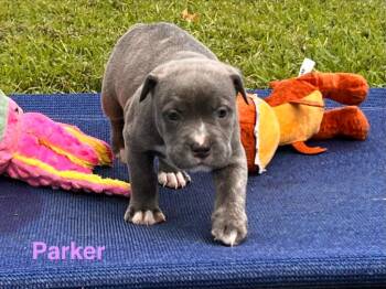 Parker -  Labrador Retriever and Pit Bull Terrier Dog for Adoption in Valley Park, Oklahoma - Parker | PetCurious