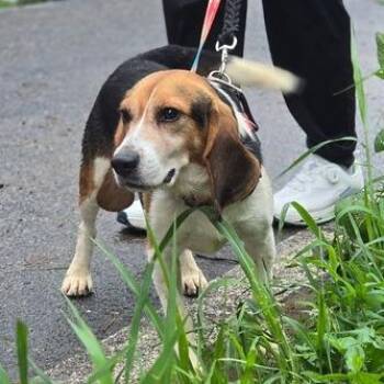 Dakota -  Beagle Dog for Adoption in Nowata, Oklahoma - Dakota | PetCurious