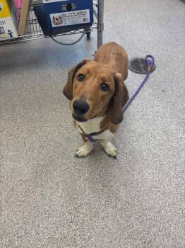 Beagle and Basset Hound Dogs Available for Adoption in Disputanta, Virginia - Hot Dog | PetCurious
