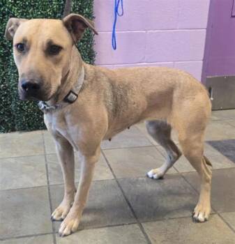 61613241 -  Mixed Breed Dog for Adoption in El Paso, Texas - 61613241 | PetCurious