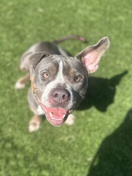 Merida --Courtesy Post. Out of town pet. See below for details-- -  Pit Bull Terrier Dog for Adoption in Eagle, Idaho - Merida --Courtesy Post. Out Of Town Pet. See Below For Details-- | PetCurious