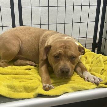 Boxer and Mixed Breed Dogs Available for Adoption in St. Louis, Missouri - Acerola | PetCurious