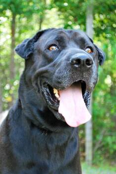 Lennie -  Black Labrador Retriever Dog for Adoption in Manchester, Tennessee - Lennie | PetCurious