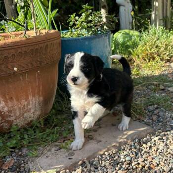 Border Collie and Collie Dogs Available for Adoption in San Diego, California - LUKE | PetCurious