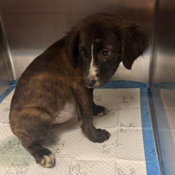 Princess -  Mixed Breed Dog for Adoption in Columbus, Georgia - Princess | PetCurious