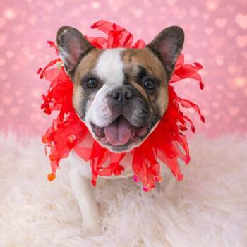French Bulldog Dogs Available for Adoption - Lina | PetCurious