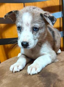 Mandalay -  Catahoula Leopard Dog and Shepherd Dog for Adoption in El Dorado, Arkansas - Mandalay | PetCurious