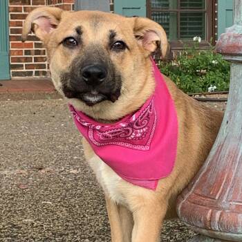 PRECIOUS -  Black Mouth Cur and German Shepherd Dog Dog for Adoption - PRECIOUS | PetCurious