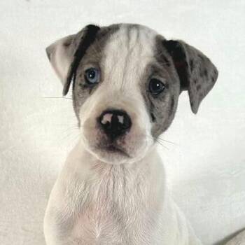 Mixed Breed Dogs Available for Adoption - Lauren | PetCurious