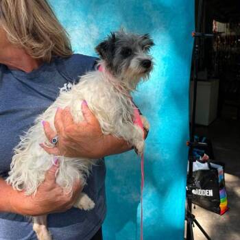 Ingrid Bergman -  Yorkshire Terrier and Mixed Breed Dog for Adoption in Campton Hills, Illinois - Ingrid Bergman | PetCurious