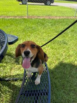 Jack -  Beagle Dog for Adoption in Aiken, South Carolina - Jack | PetCurious