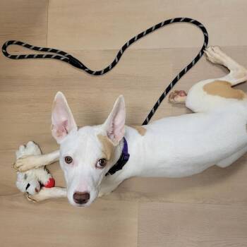 Maple -  Pit Bull Terrier and Mixed Breed Dog for Adoption in New York, New York - Maple | PetCurious