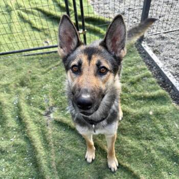 German Shepherd Dog Dogs Available for Adoption - Winnie | PetCurious