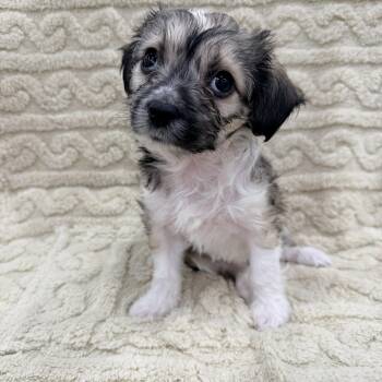 Crumpet -  Chihuahua and Terrier Dog for Adoption in Las Vegas, Nevada - Crumpet | PetCurious