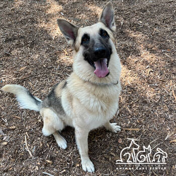 Rescue German Shepherd Dog Dogs for Adoption in Irvine, California - DUSTY | PetCurious