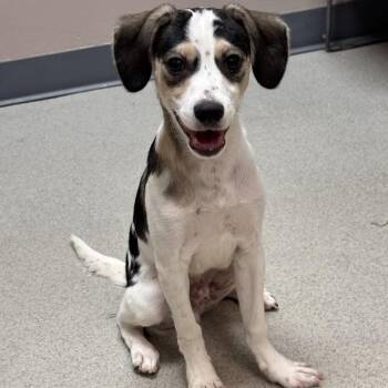 Soda -  Beagle and Terrier Dog for Adoption in Waterloo, Iowa - Soda | PetCurious