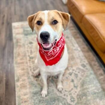 Great Pyrenees and Anatolian Shepherd Dogs Available for Adoption in Friendswood, Texas - Buddy Smoosh Town Favorite | PetCurious