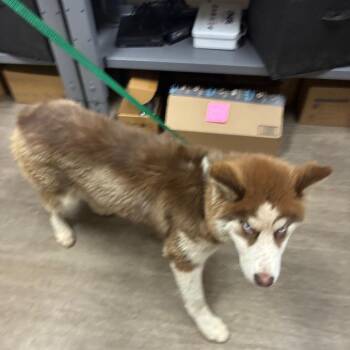SUSAN -  Siberian Husky Dog for Adoption in Pasadena, California - SUSAN | PetCurious