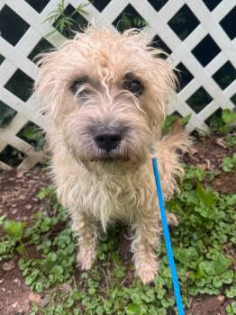 Destiny -  Terrier and Mixed Breed Dog for Adoption in Hamden, Connecticut - Destiny | PetCurious