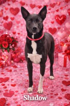 Dutch Shepherd Dogs Available for Adoption - Shadow | PetCurious