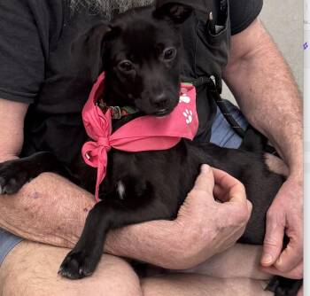 Cookie Lee -  Rat Terrier Dog for Adoption in Decatur, Georgia - Cookie Lee | PetCurious