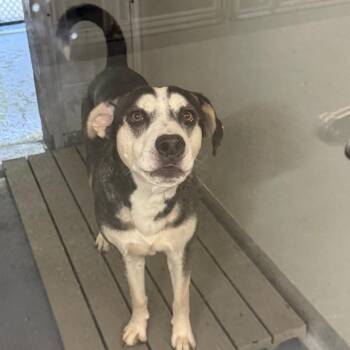 Genie -  Husky and Terrier Dog for Adoption in Galax, Virginia - Genie | PetCurious