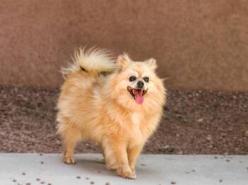 PRINCESS -  Mixed Breed Dog for Adoption in Santa Fe, New Mexico - PRINCESS | PetCurious