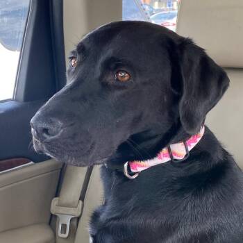 Shadow D11480 -  Black Labrador Retriever Dog for Adoption - Shadow D11480 | PetCurious