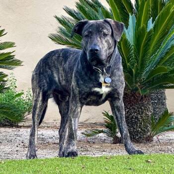 Pit Bull Terrier and Mixed Breed Dogs Available for Adoption in Riverside, California - Luke | PetCurious