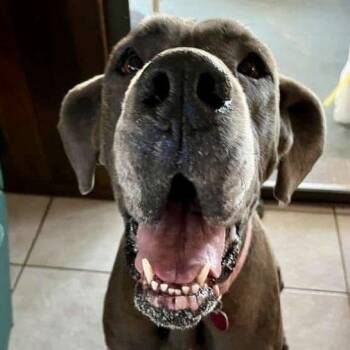 Rescue Great Dane Dogs for Adoption in Frankfort, Kentucky - Bleu | PetCurious