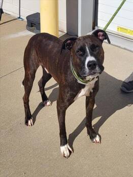 Rescue Boxer and Labrador Retriever Dogs for Adoption in Louisville, Kentucky - GIBBS NOW ACE | PetCurious