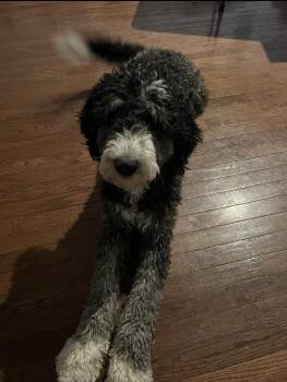 Bernese Mountain Dog and Standard Poodle Dogs Available for Adoption in Cleveland, Ohio - Flynn | PetCurious
