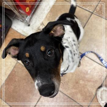 FWT Lilly -  Cattle Dog and Mixed Breed Dog for Adoption in Midland, Texas - FWT Lilly | PetCurious