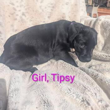 Labrador Retriever Dogs Available for Adoption in Houston, Texas - Tipsy | PetCurious