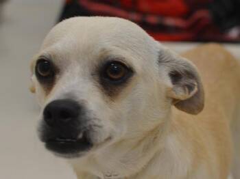 Otis -  Chihuahua Dog for Adoption in Portland, Oregon - Otis | PetCurious
