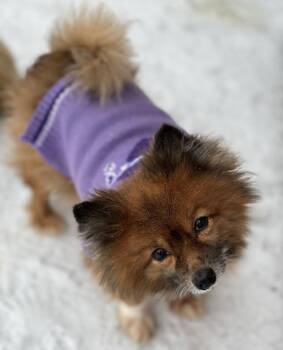 Pomeranian Dogs Available for Adoption - Boba | PetCurious